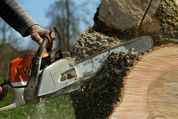 Tree Branch Trimming in Oak Forest, IL